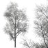 AV Plants Ash Tree Winter Snow Set03 - Thumbnail 2
