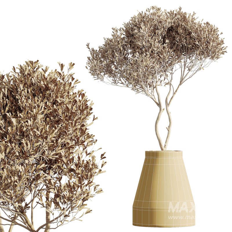 AV HousePlants Mission Kalamata Leccino Arbequina Wilsonii Chemlali Olive Set41 - Image 3