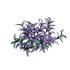 Tradescantia pallida ¨C Purple Heart - Thumbnail 6