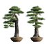 Pine bonsai - Thumbnail 1