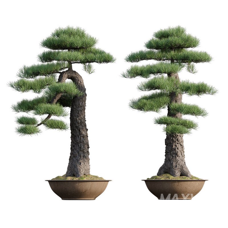 Pine bonsai - Image 1