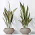 AV Indoor plants set 164 Ravenala Banana Strelitzia Nicolai Bird and Aspidistra Elatior and Arbequina Wilsonii Chemlali Olive - Thumbnail 6
