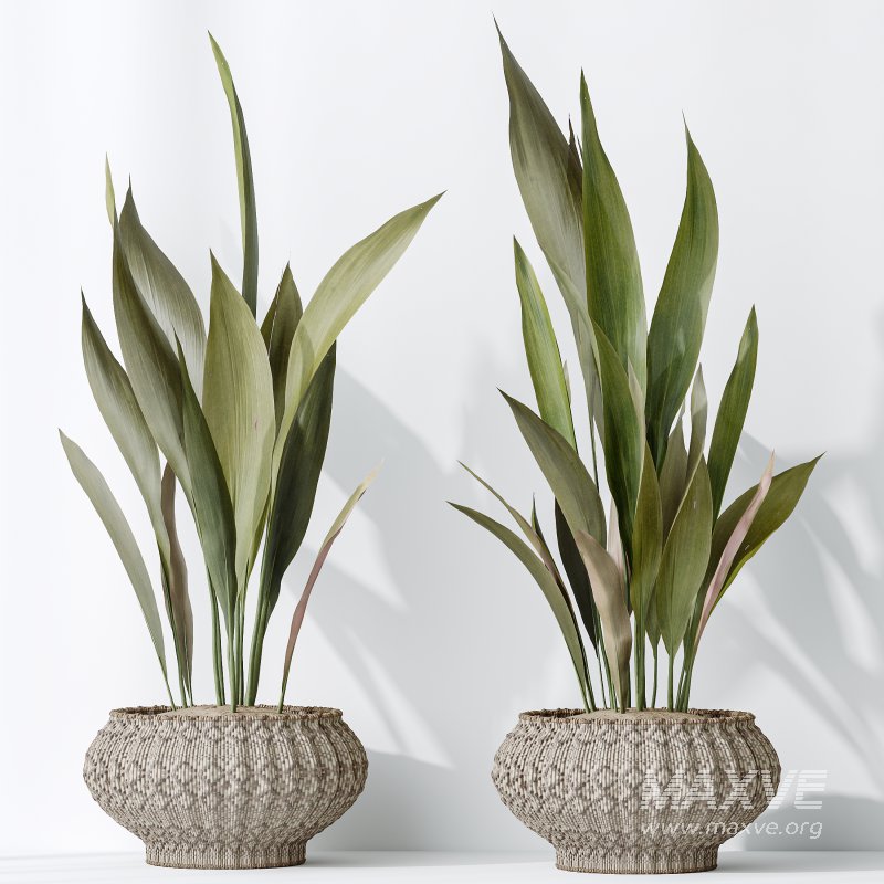 AV Indoor plants set 164 Ravenala Banana Strelitzia Nicolai Bird and Aspidistra Elatior and Arbequina Wilsonii Chemlali Olive - Image 6