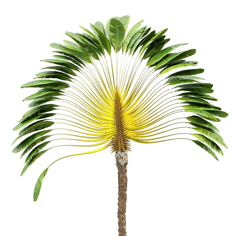 AV Ravenala Madagascariensis Travelers Palm and Areca Catechu Decorative Garden Fruit - Image 4