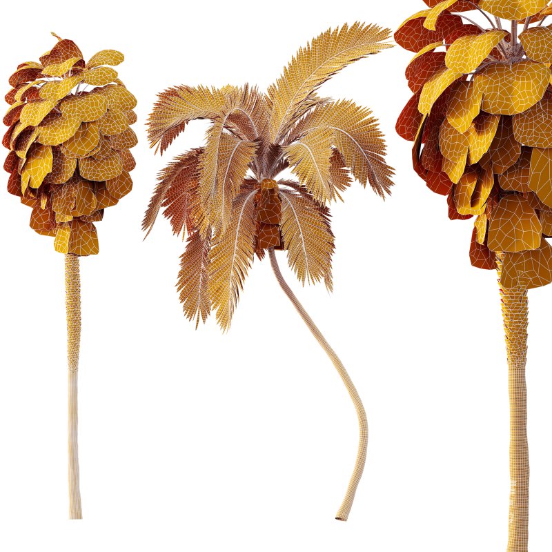 AV Queen Palm Trees Syagrus Romanzoffiana and Mexican Fan Palm Washingtonia Robusta trees - Image 8