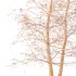 AV Plants Alnus Glutinosa Winter Snow Tree - Thumbnail 4