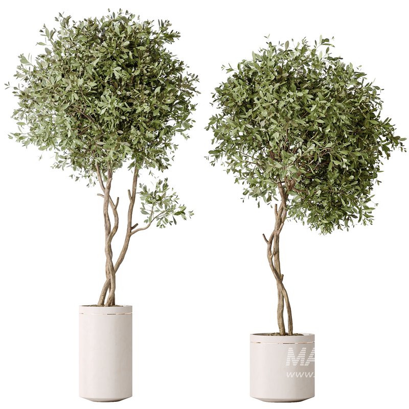 AV Indoor plants set 160 Artificial Olivo Olea Tree and Yucca Elephantipes Gigantea and Ficus Retusa Microcarpa Bonsai Ginseng - Image 3