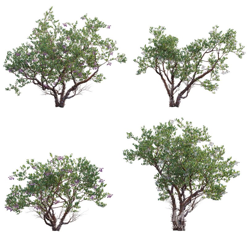 Arctostaphylos manzanita ¨C Common Manzanita 02 - Image 1