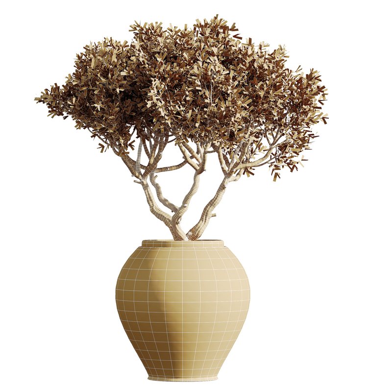 AV HousePlants Mission Kalamata Leccino Arbequina Wilsonii Chemlali Olive Set02 - Image 3