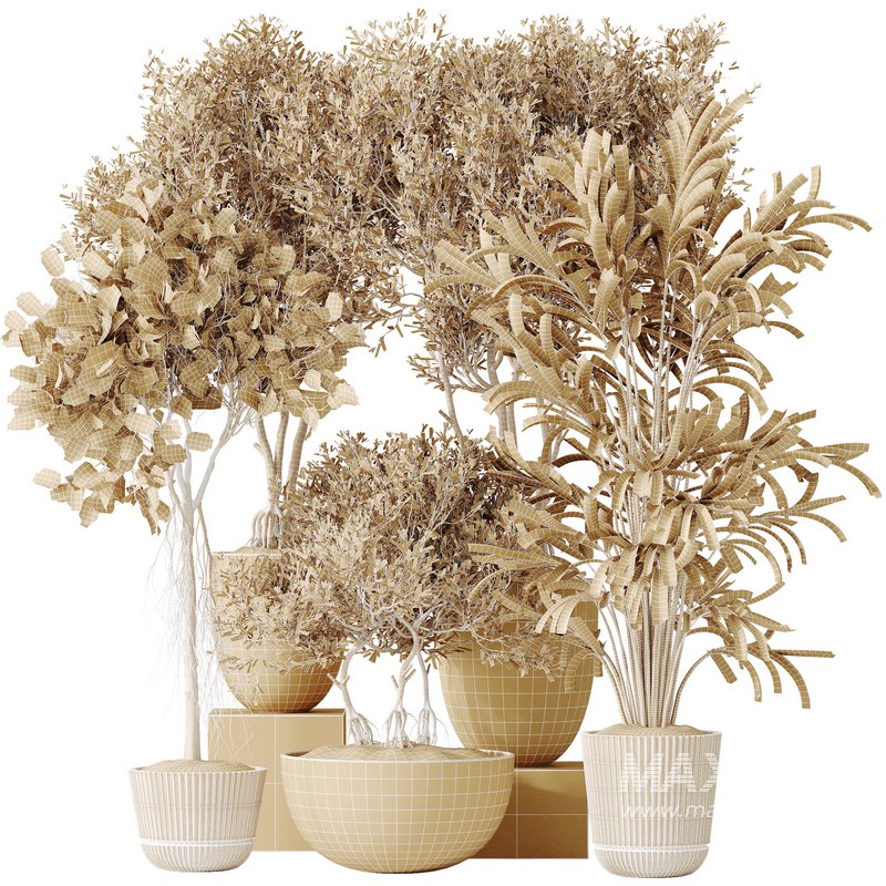 AV Indoor plants set 155 Mission Kalamata Wilsonii Olive and Ficus Benjamina African Fig and Lutescens Areca Palm - Image 10