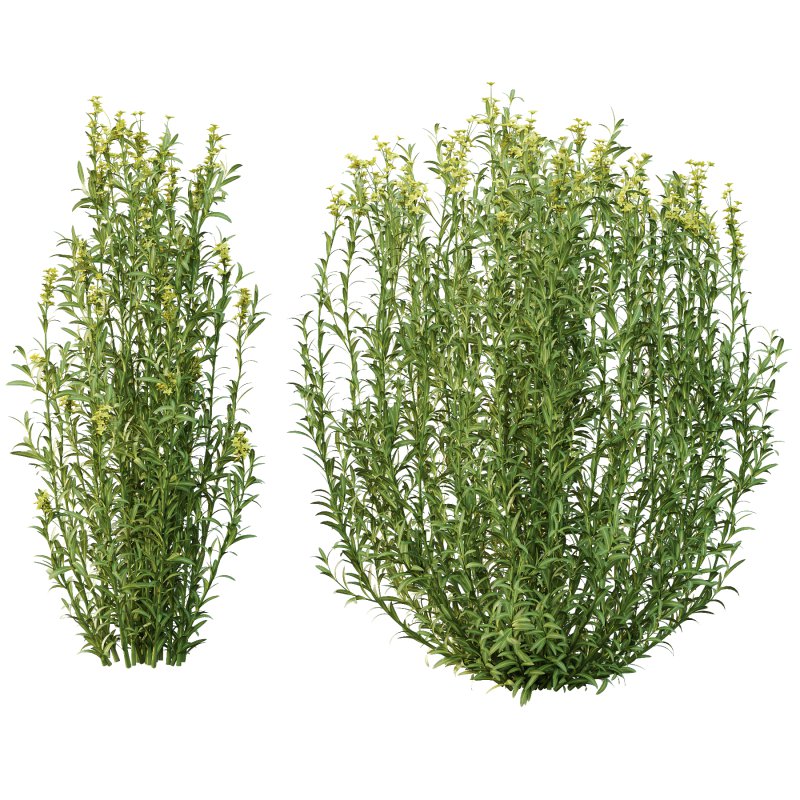 Euphorbia palustris Plant 01 - Image 3