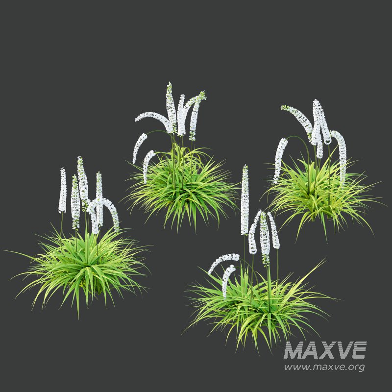 eremurus himalaicus Plant 01 - Image 3