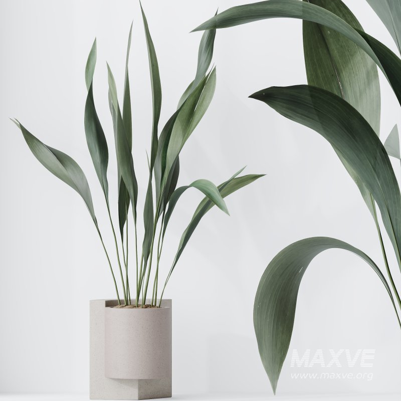 AV Indoor plants set 167 Aspidistra Elatior and Warneckii Lemon Lime and Mission Olive Tree - Image 10