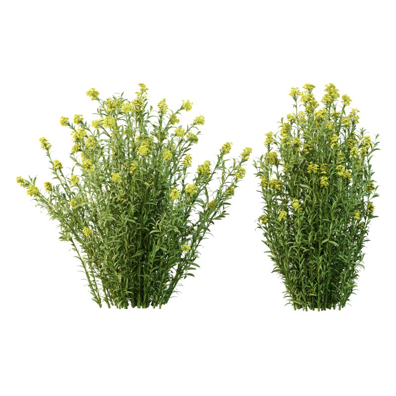 Euphorbia palustris Plant 03 - Image 2