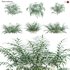 Pteris umbrosa ¨C Jungle Brake Fern - Thumbnail 1