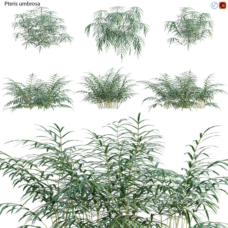 Pteris umbrosa ¨C Jungle Brake Fern - Image 1