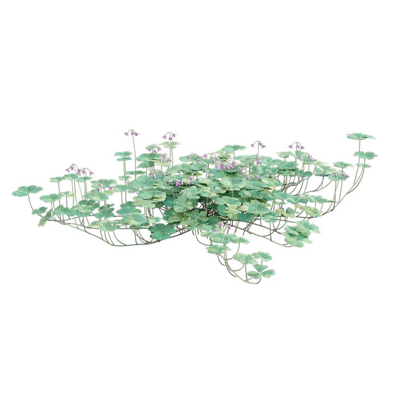 Trifolium ¨C Oxalidaceae 02 - Image 9