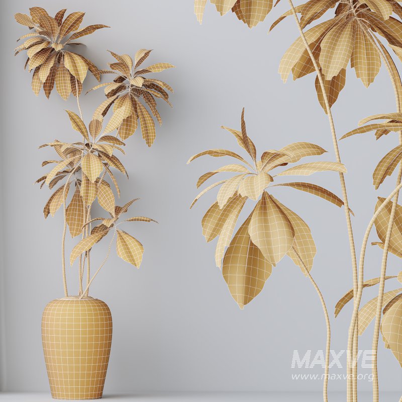 AV Indoor plants set 176 Ficus Cyathistipula and Benjamina African Fig and Mission Leccino Arbequina Olive - Image 11