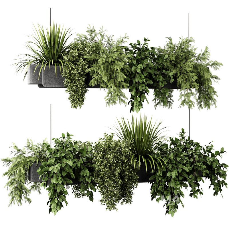Indoorplants-Hanging plants set-86 - Image 2