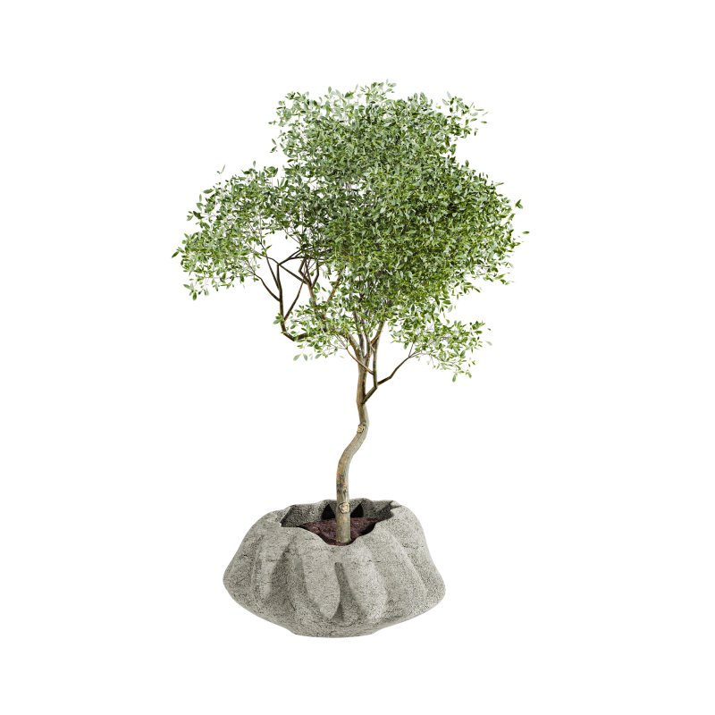 plants set - Image 3