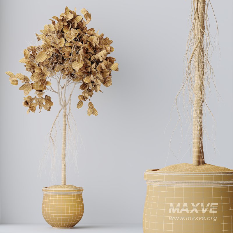 AV Indoor plants set 176 Ficus Cyathistipula and Benjamina African Fig and Mission Leccino Arbequina Olive - Image 12