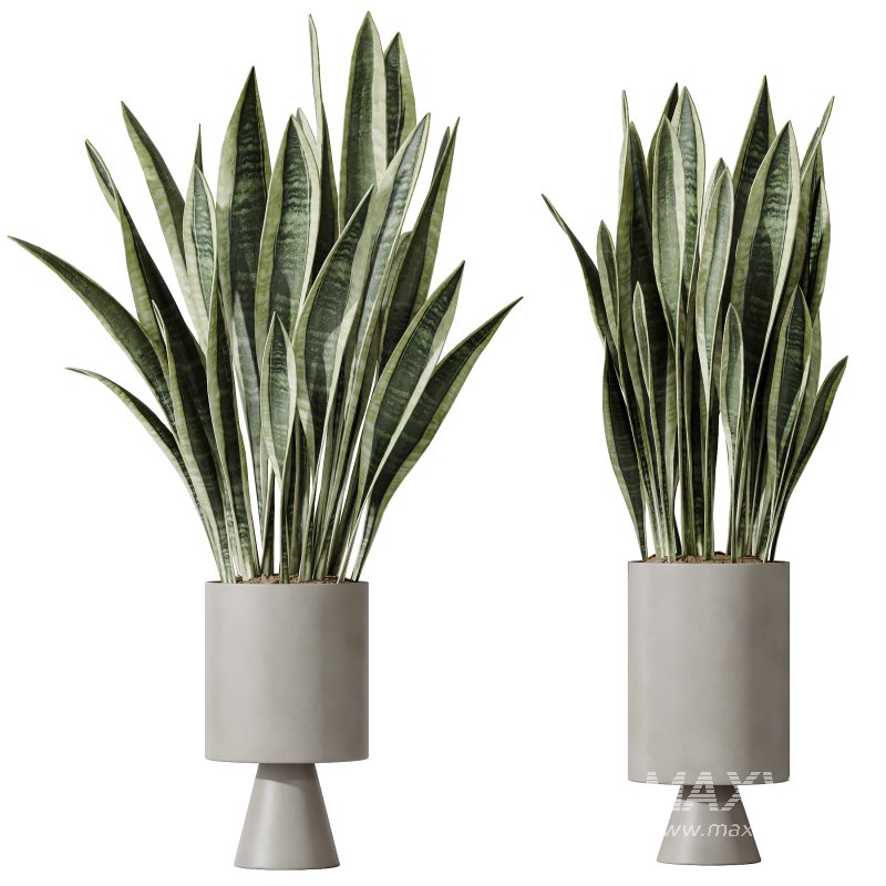 AV Indoor plants set 174 Ficus Binnendijkii and Mission Leccino Arbequina Olive and Snake Green Sansevieria - Image 2