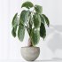 AV Indoor plants set 175 Areca Palm and Cunjevoi Alocasia Jardin and Mandarin Citrus Fruit Bonsai China Orange Tree - Thumbnail 6