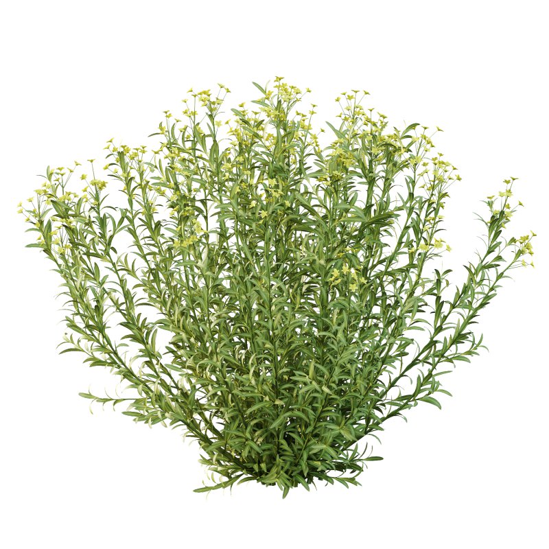 Euphorbia palustris Plant 01 - Image 5