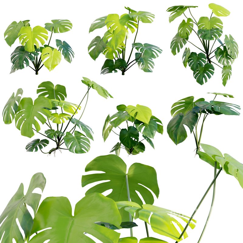 Monstera deliciosa - Image 1