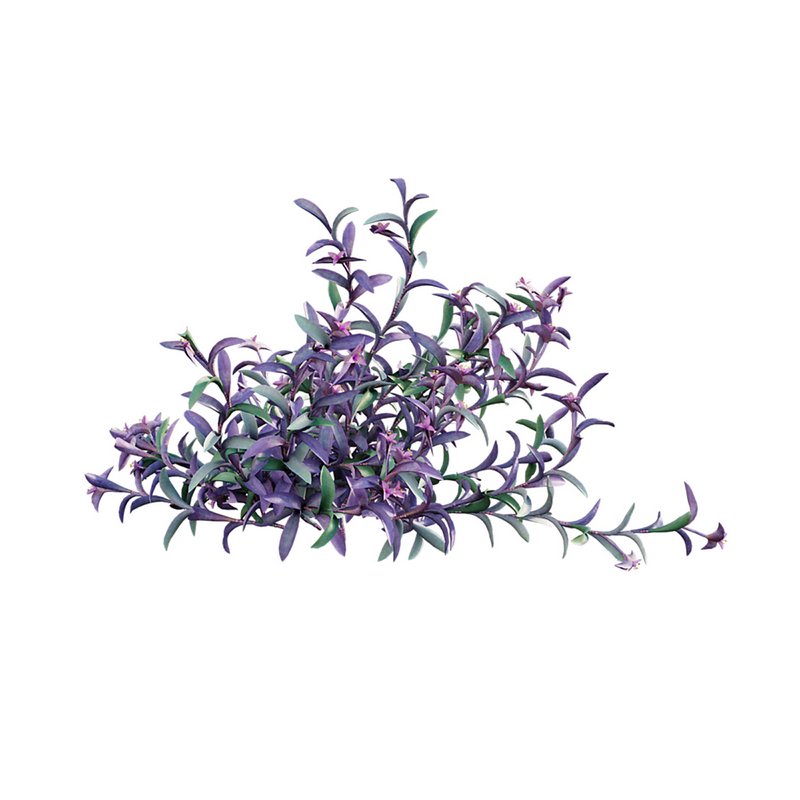 Tradescantia pallida ¨C Purple Heart - Image 5