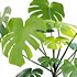 Monstera deliciosa - Thumbnail 2