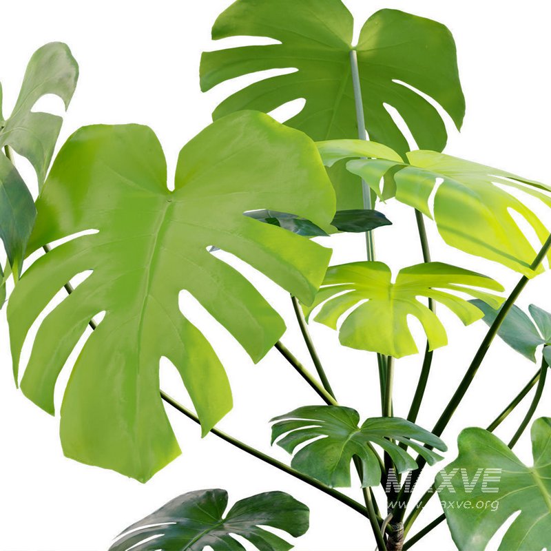 Monstera deliciosa - Image 2
