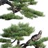 Pine bonsai 03 - Thumbnail 2