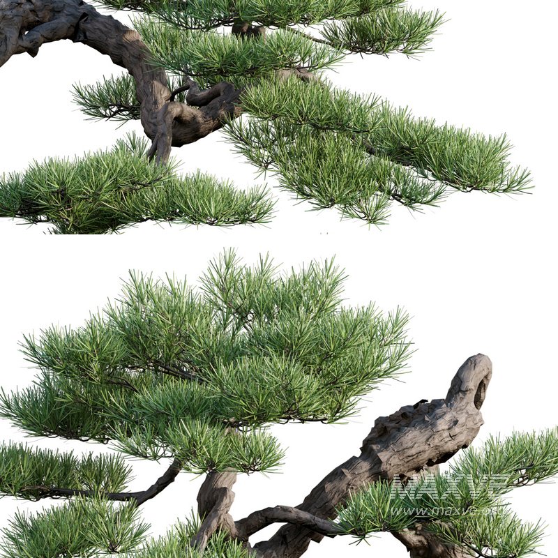 Pine bonsai 03 - Image 2