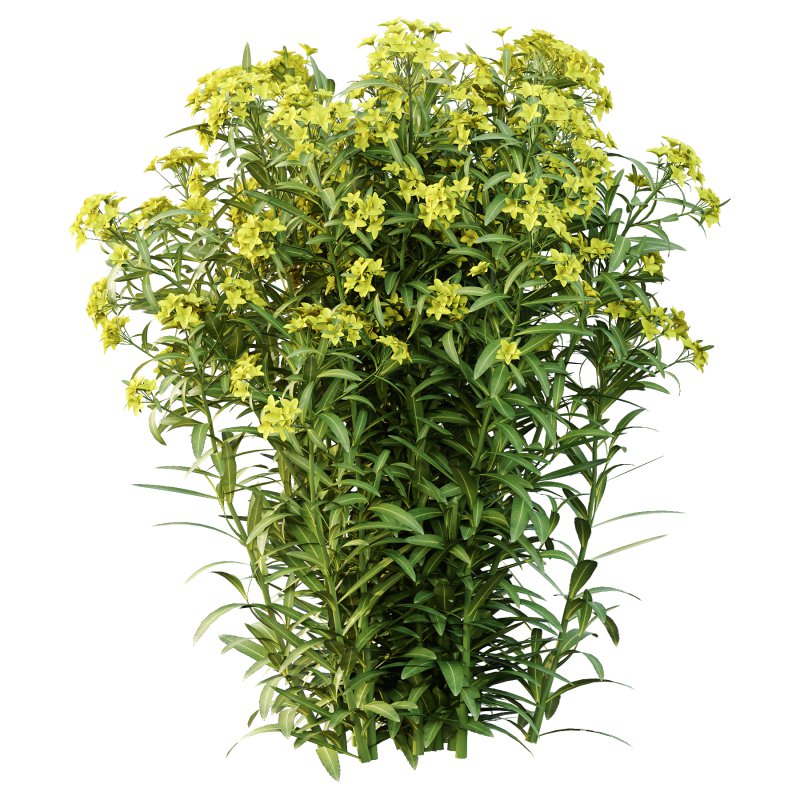 Euphorbia palustris Plant 05 - Image 3
