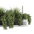 Indoorplants-Hanging plants set-85 - Thumbnail 3