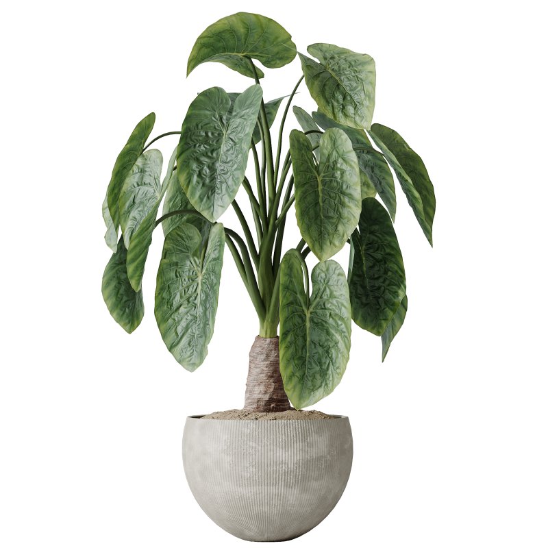 AV Indoor plants set 175 Areca Palm and Cunjevoi Alocasia Jardin and Mandarin Citrus Fruit Bonsai China Orange Tree - Image 2