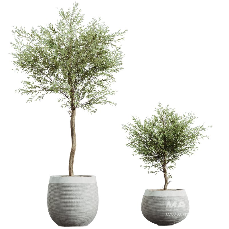 AV HousePlants Olive Elegant Mission Kalamata Leccino Arbequina Wilsonii Set01 - Image 2