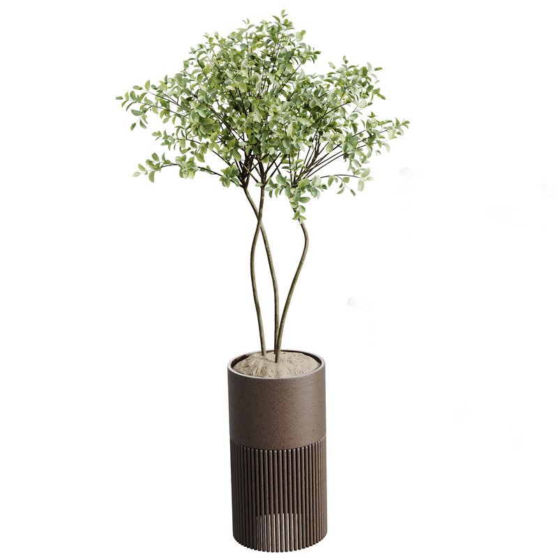 AV Indoor plants set 158 Europaea Olive Eucalyptu Joyplants and Ficus Binnendijkii Alii Maclellandii - Image 4