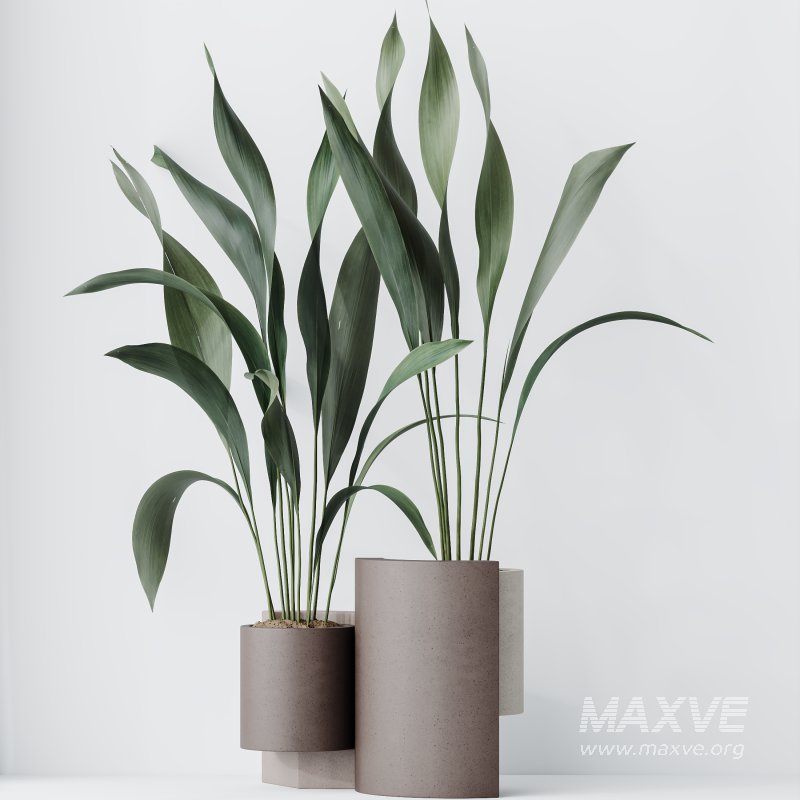 AV Indoor plants set 167 Aspidistra Elatior and Warneckii Lemon Lime and Mission Olive Tree - Image 8