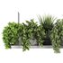 Indoorplants-Hanging plants set-85 - Thumbnail 1