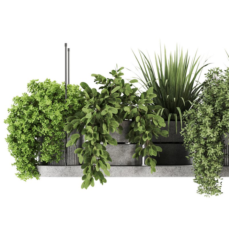 Indoorplants-Hanging plants set-85 - Image 1