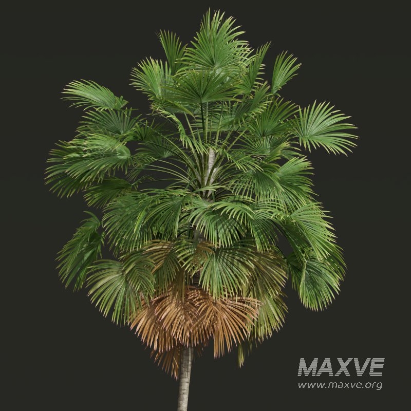 AV Christmas Palm Manila Palm Adonidia Veitchia Merrillii and Borassus Flabellifer - Image 6