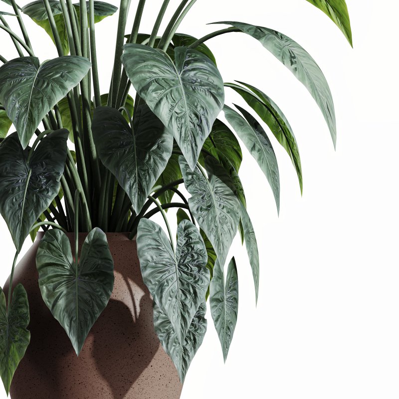 AV HousePlants - Image 2