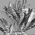 Microlepia strigosa ¨C Fern - Thumbnail 3