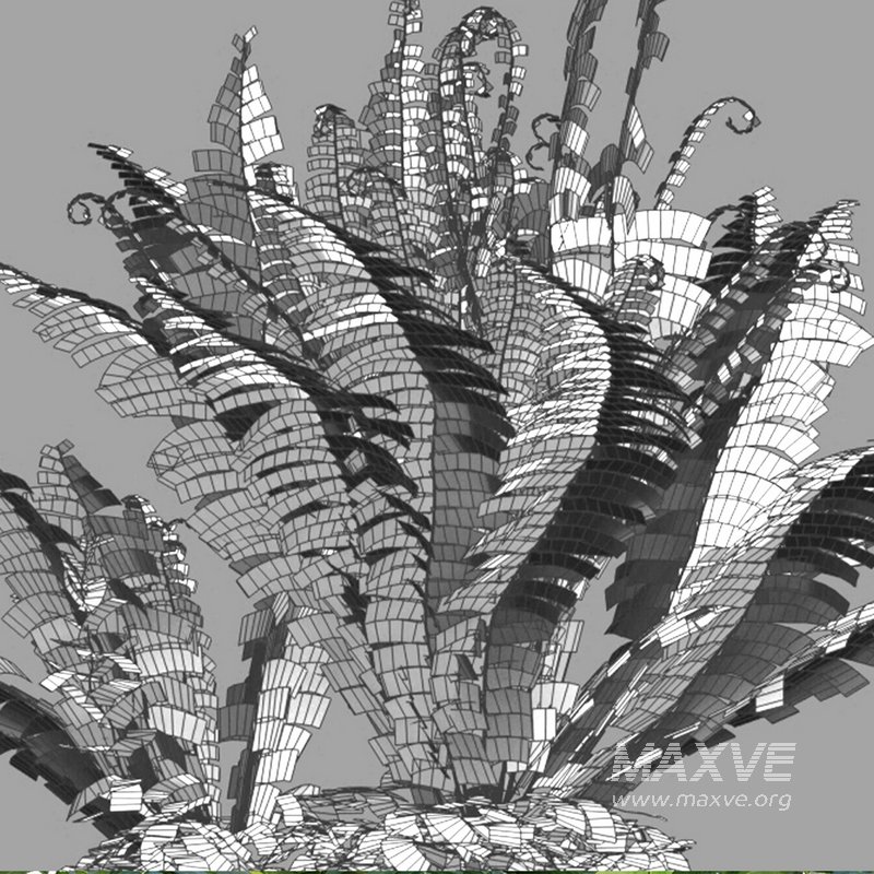 Microlepia strigosa ¨C Fern - Image 3