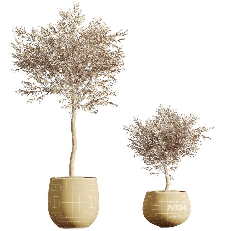 AV HousePlants Olive Elegant Mission Kalamata Leccino Arbequina Wilsonii Set01 - Image 3