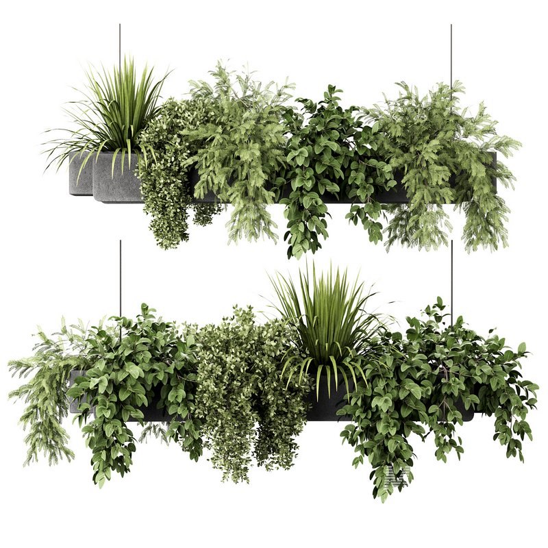 Indoorplants-Hanging plants set-86 - Image 1