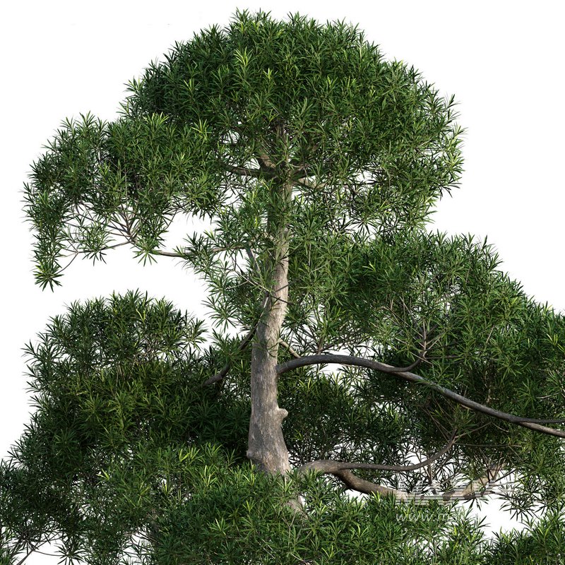 Podocarpus macrophyllus – yew plum pine 04 - Image 2