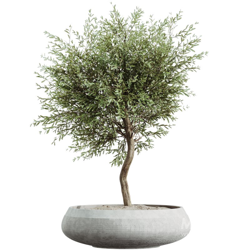 AV HousePlants Olive Elegant Mission Kalamata Leccino Arbequina Wilsonii Set01 - Image 1